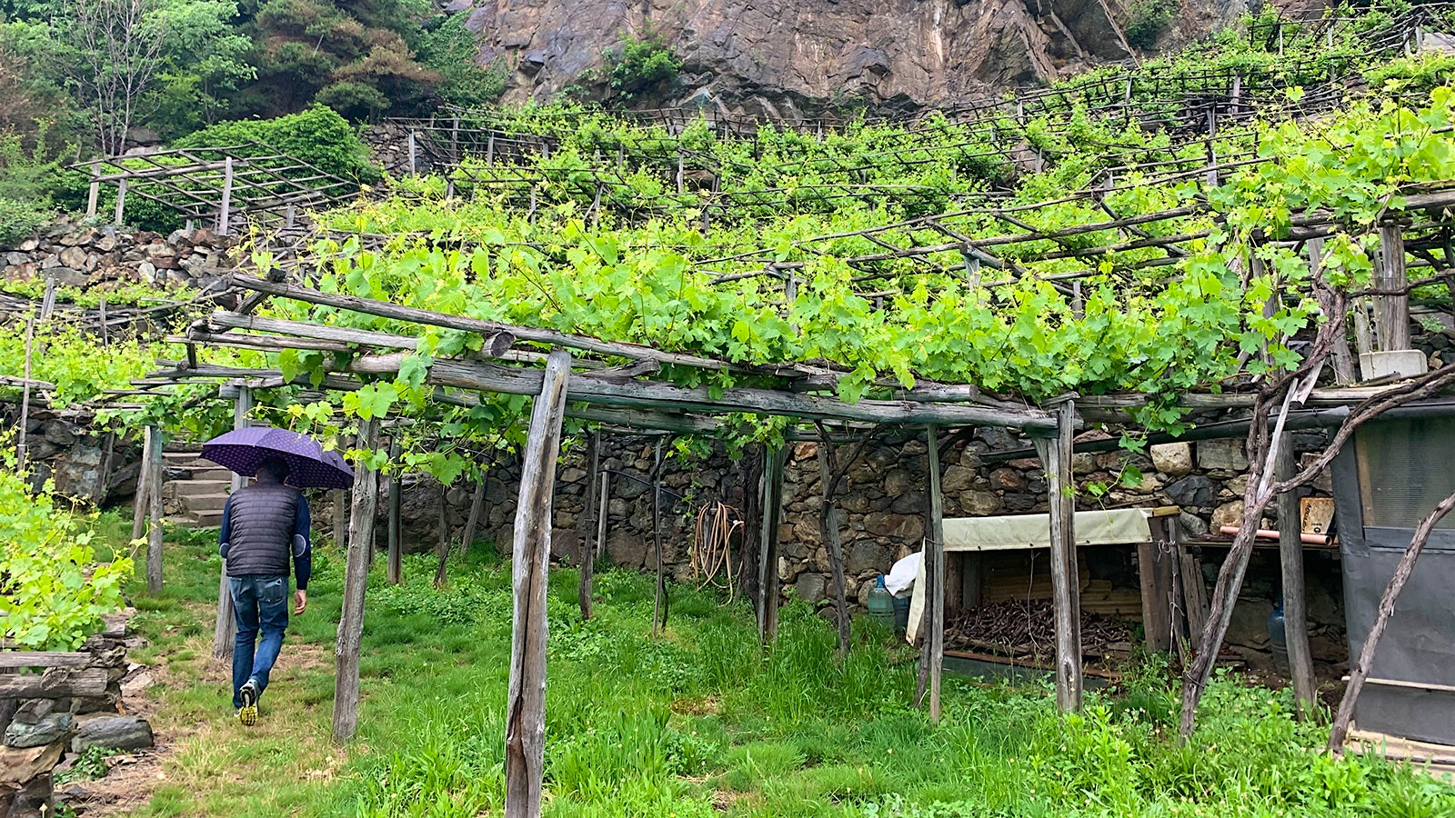 Along an old terrace rock wall, Roberto Ferrando walks with an umbrella in the rain under the Nebbiolo vines trained high over head on wooden posts.
